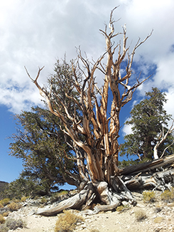 bristlecone pine