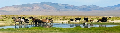 Wild horses