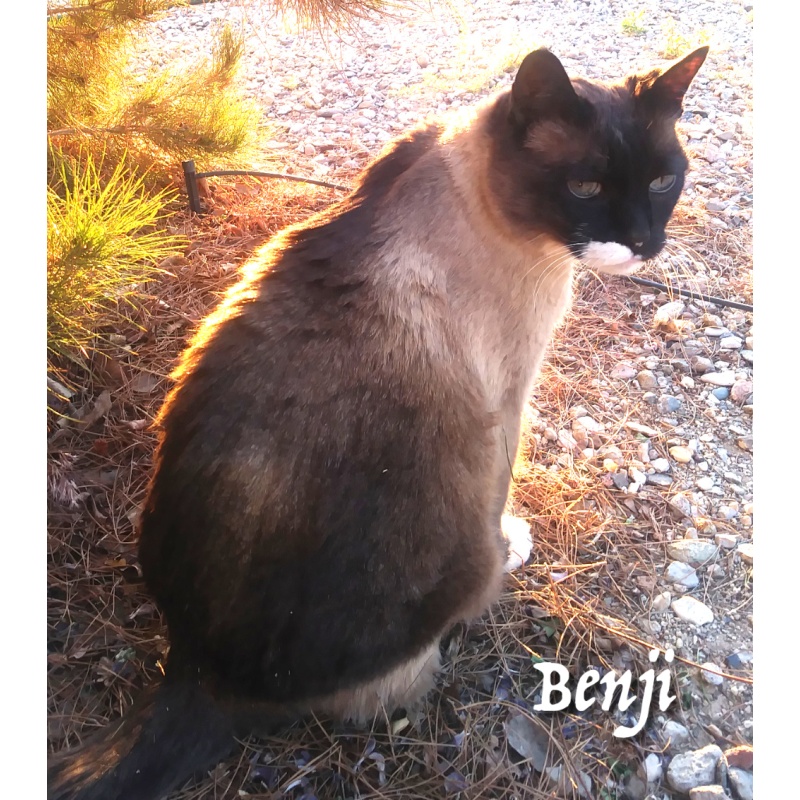 benji_1245904769